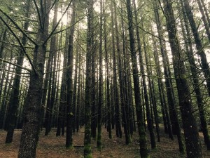 Oregon Forest